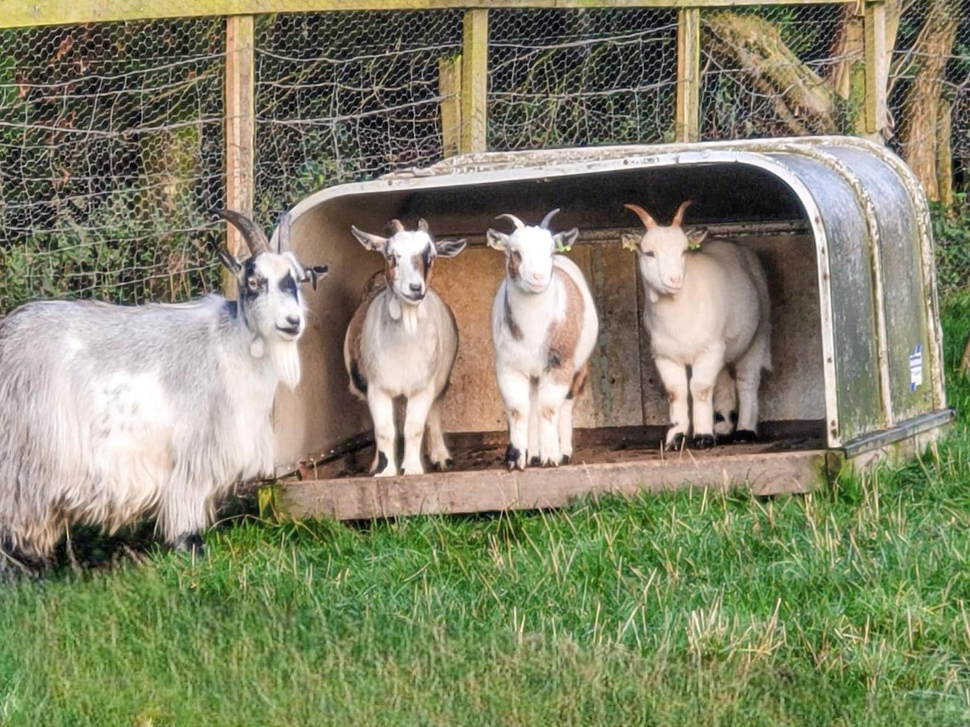 Bondcroft Farm Cottage Embsay Esterno foto